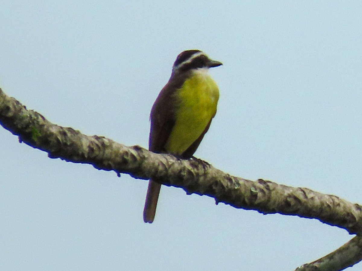 Great Kiskadee - ML644874468
