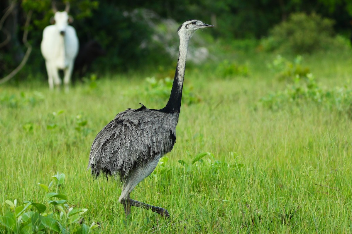 Ñandu nagusia - ML644874485