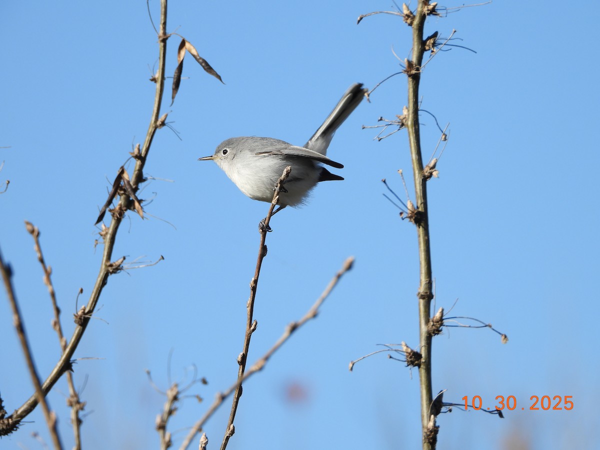 Голубая комароловка - ML644874507