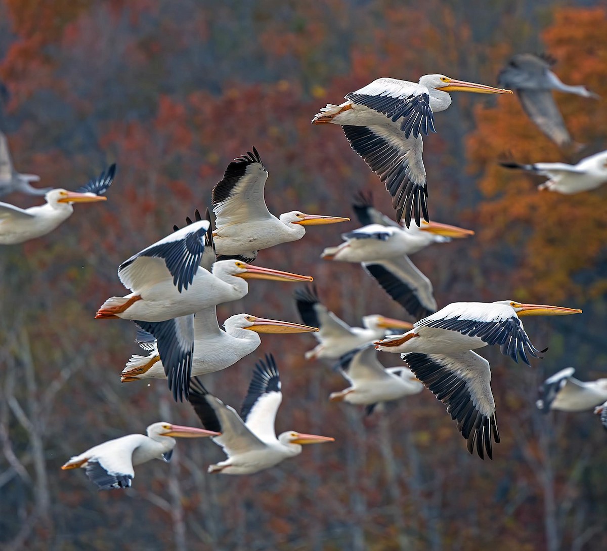 American White Pelican - ML644874508
