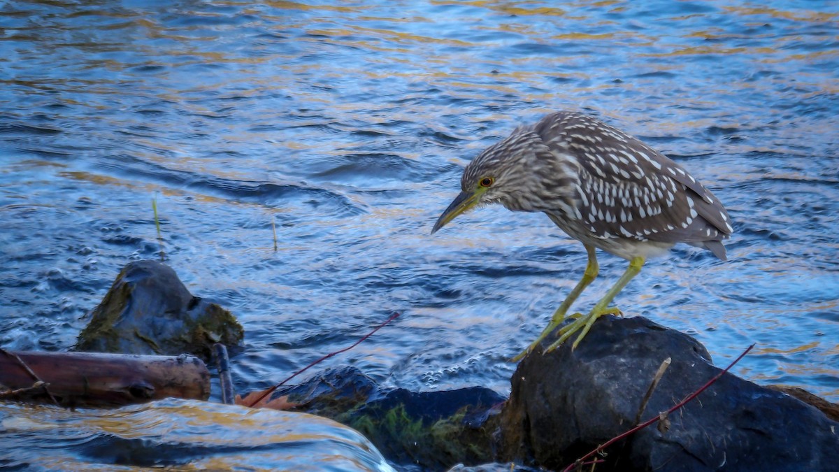 Black-crowned Night Heron - ML644874509