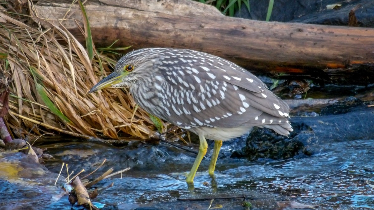 Black-crowned Night Heron - ML644874510