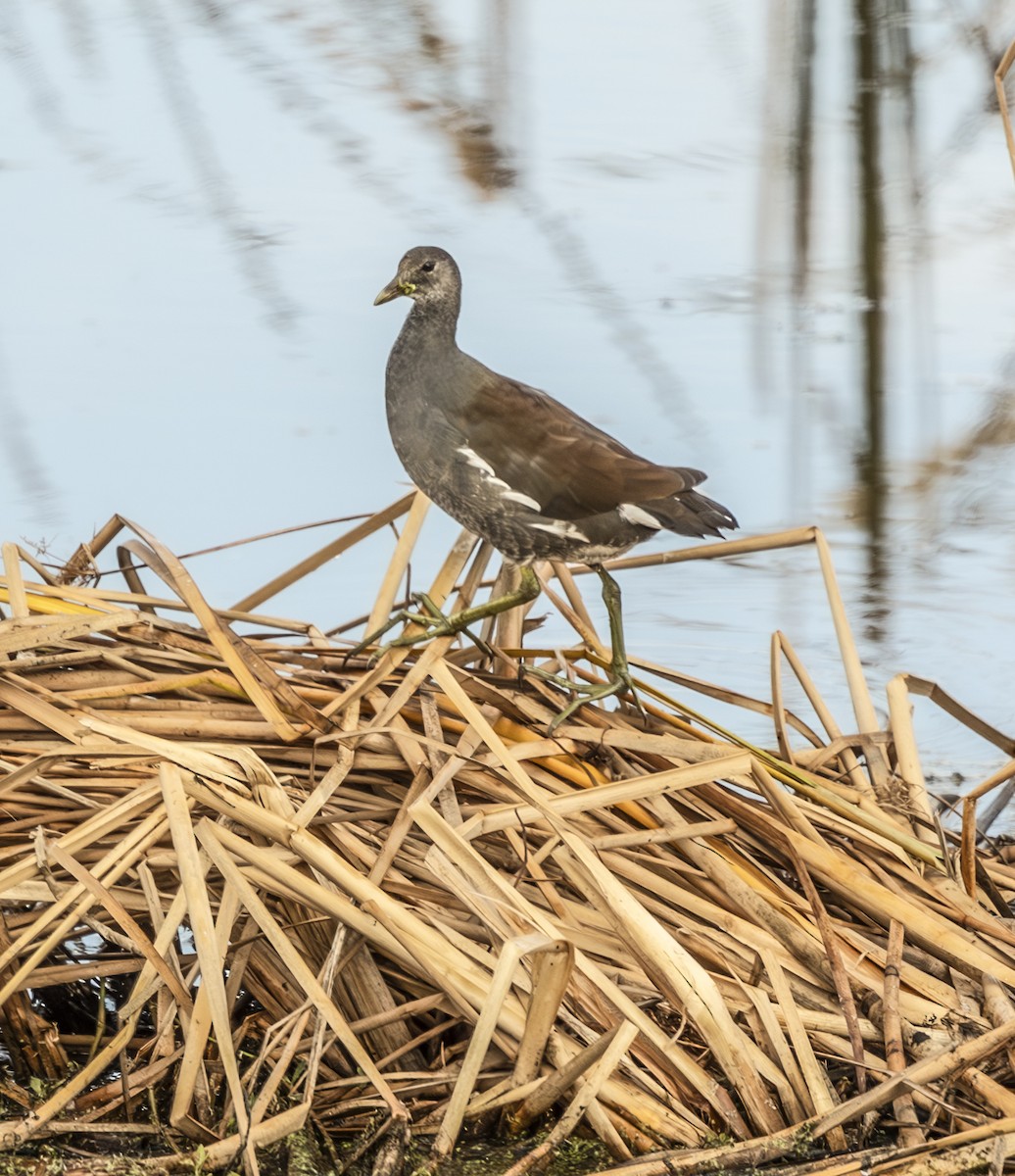 Common Gallinule - ML644874515