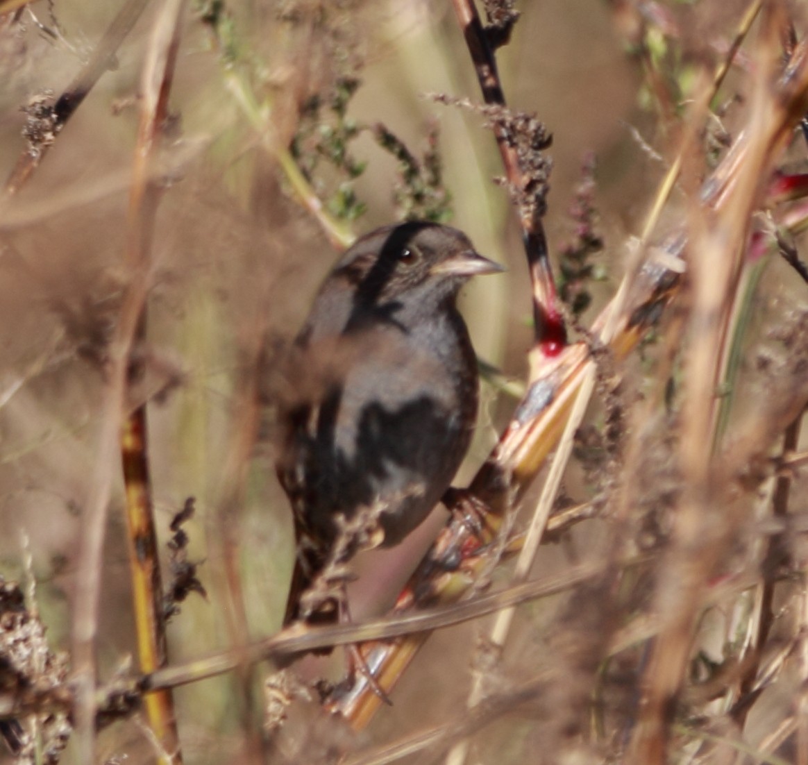 Dunnock - ML644874546