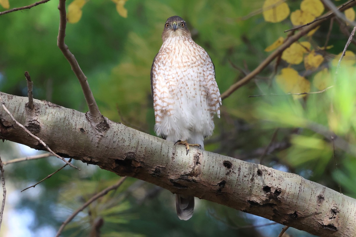 Cooper's Hawk - ML644874551