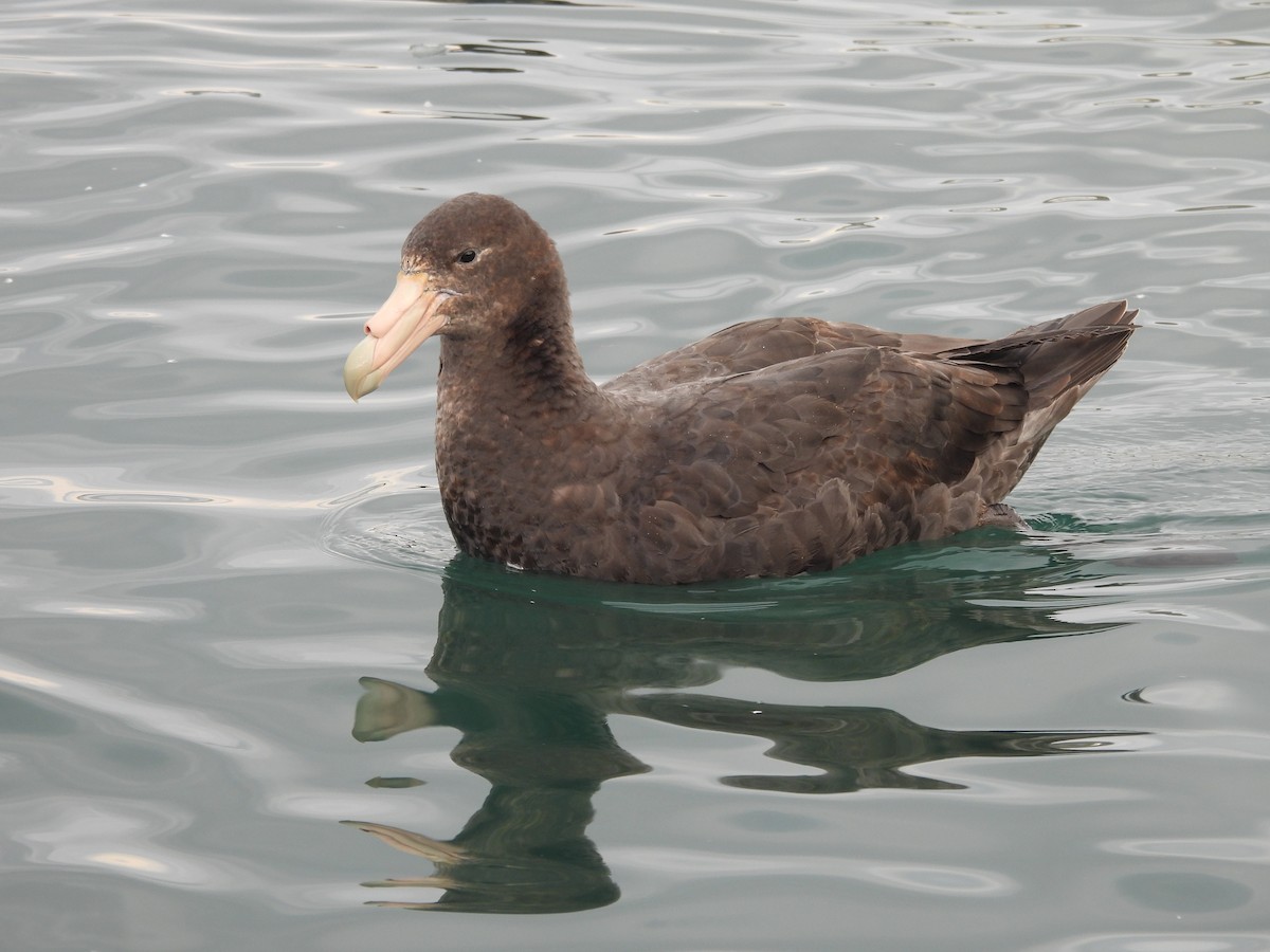 Southern Giant-Petrel - ML644874552
