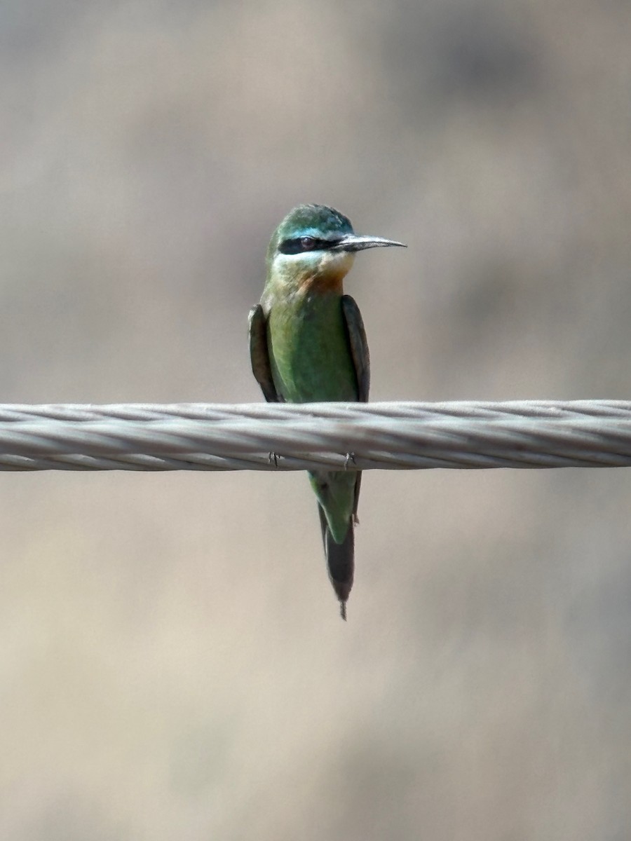 שרקרק ירוק - ML644874554