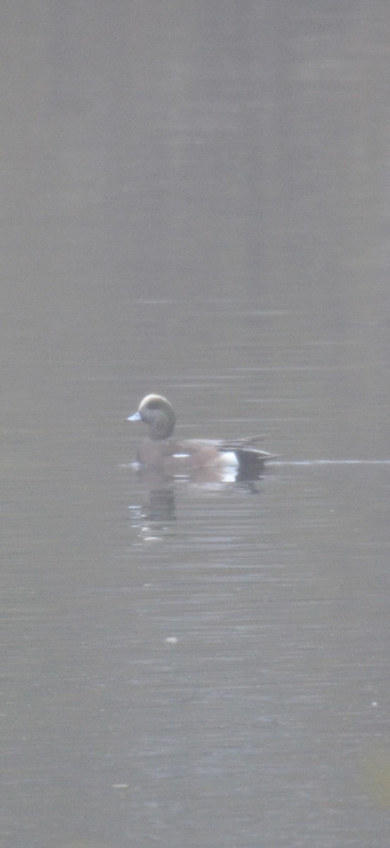 American Wigeon - ML644874557