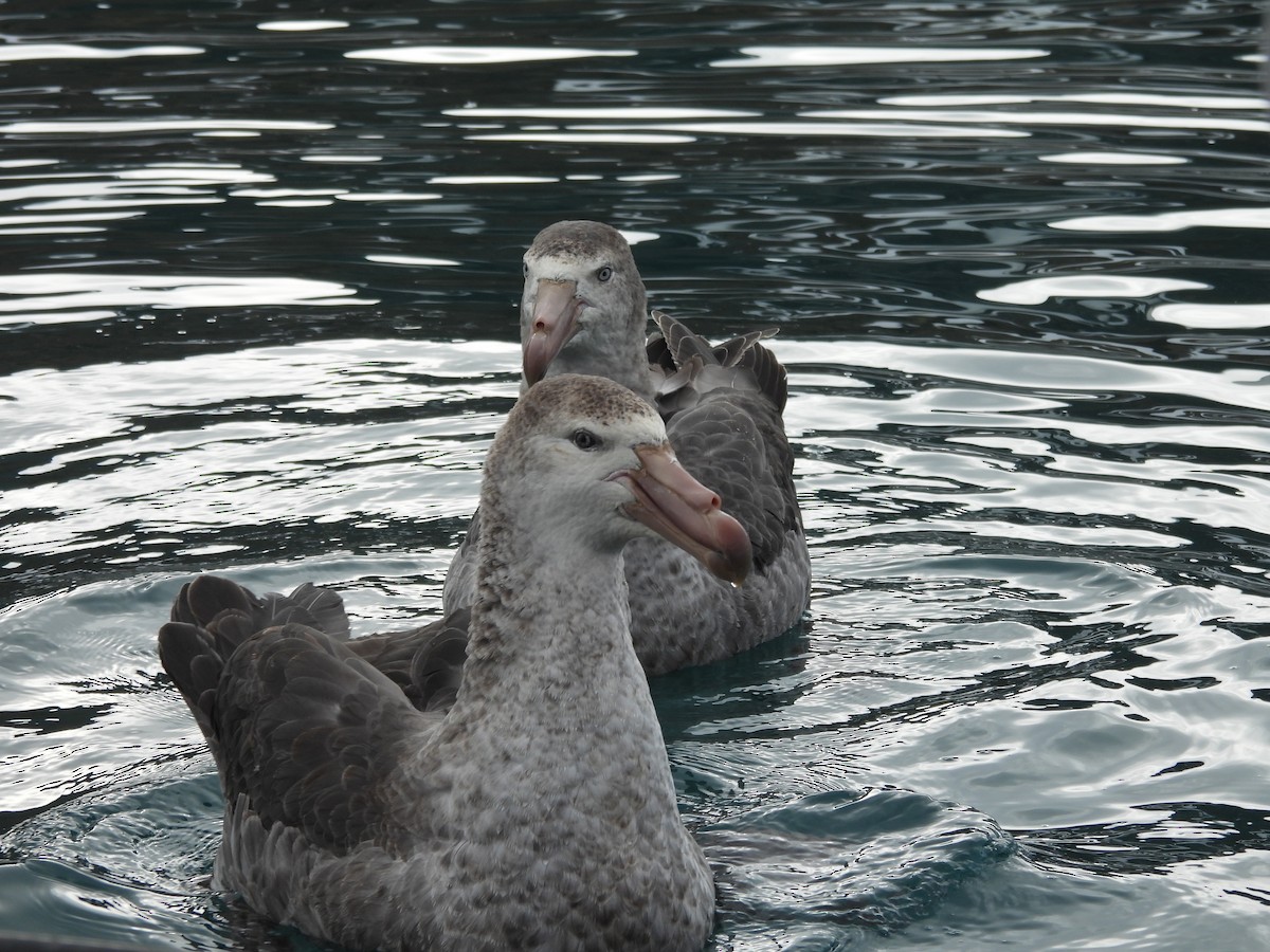 Northern Giant-Petrel - ML644874571