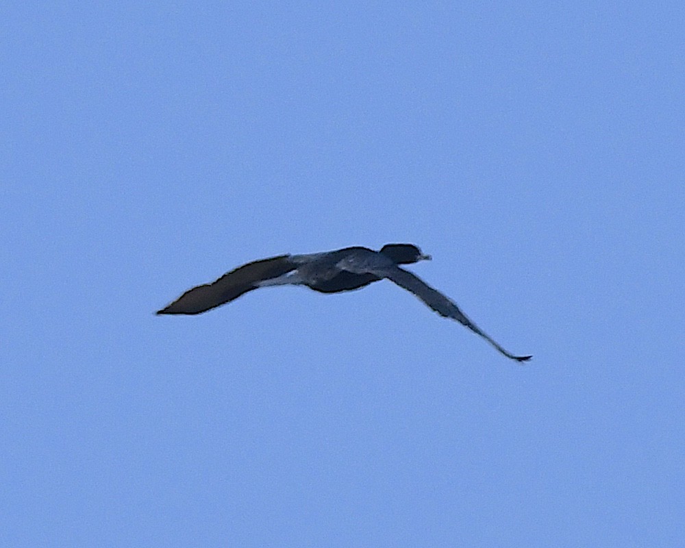 flodskarv - ML644874575