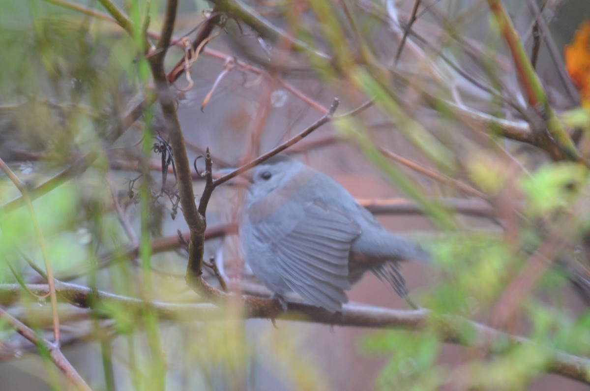 Gray Catbird - ML644874576