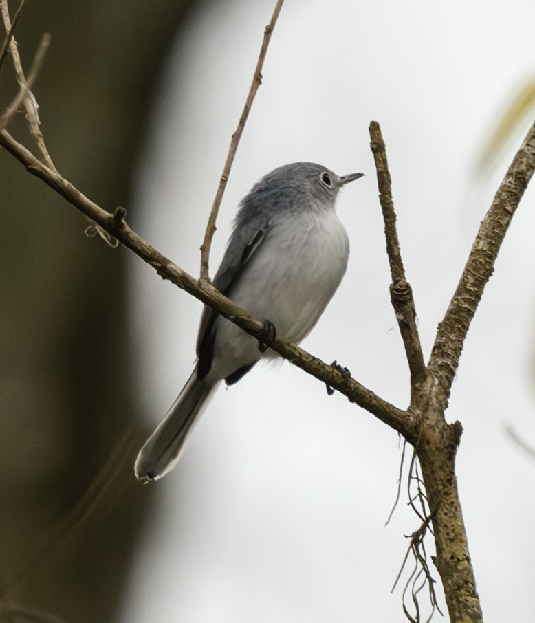 Голубая комароловка - ML644874579