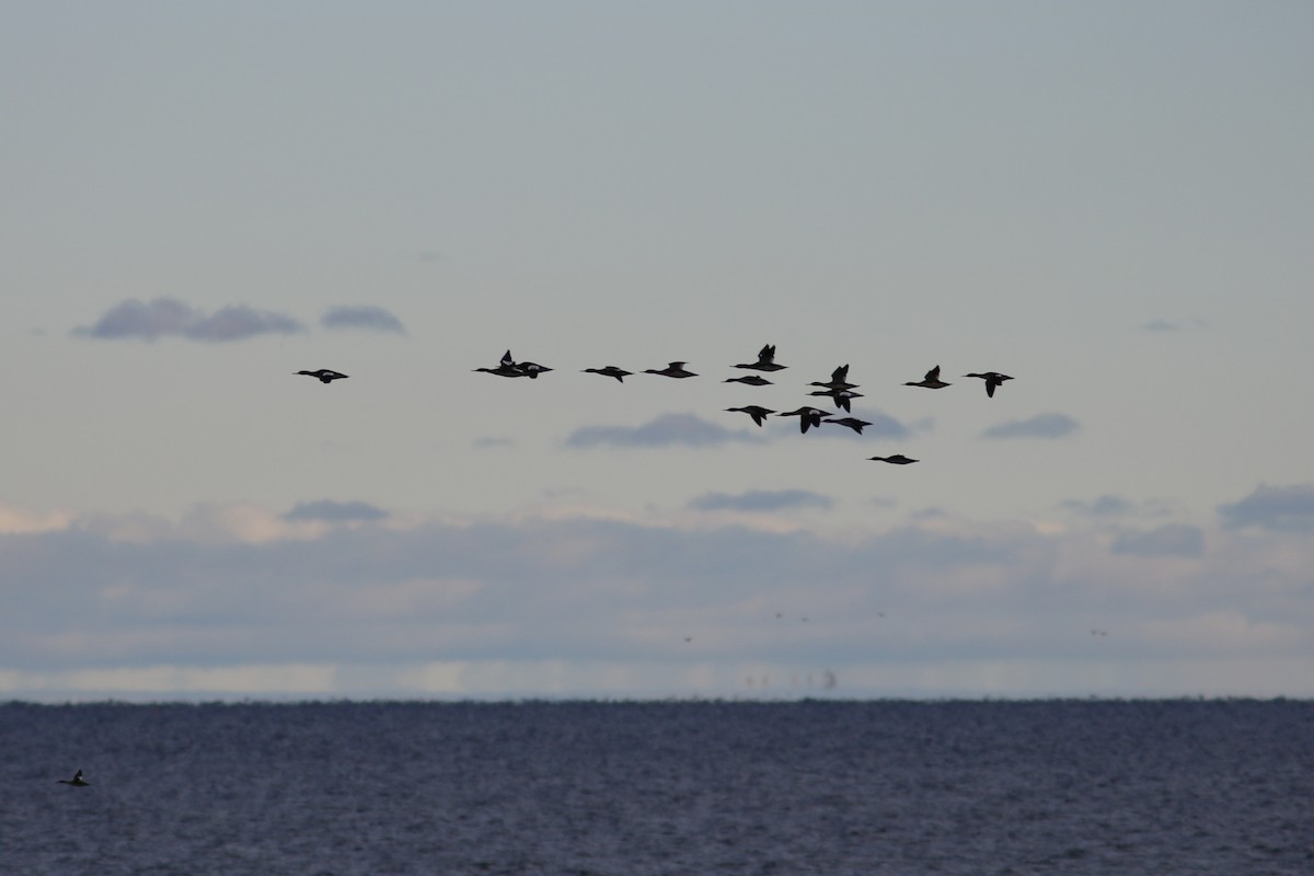 ウミアイサ - ML644874592