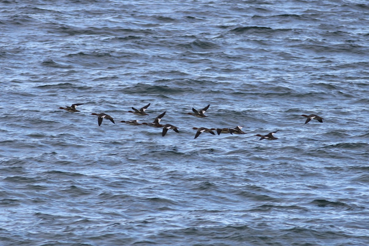 ウミアイサ - ML644874593