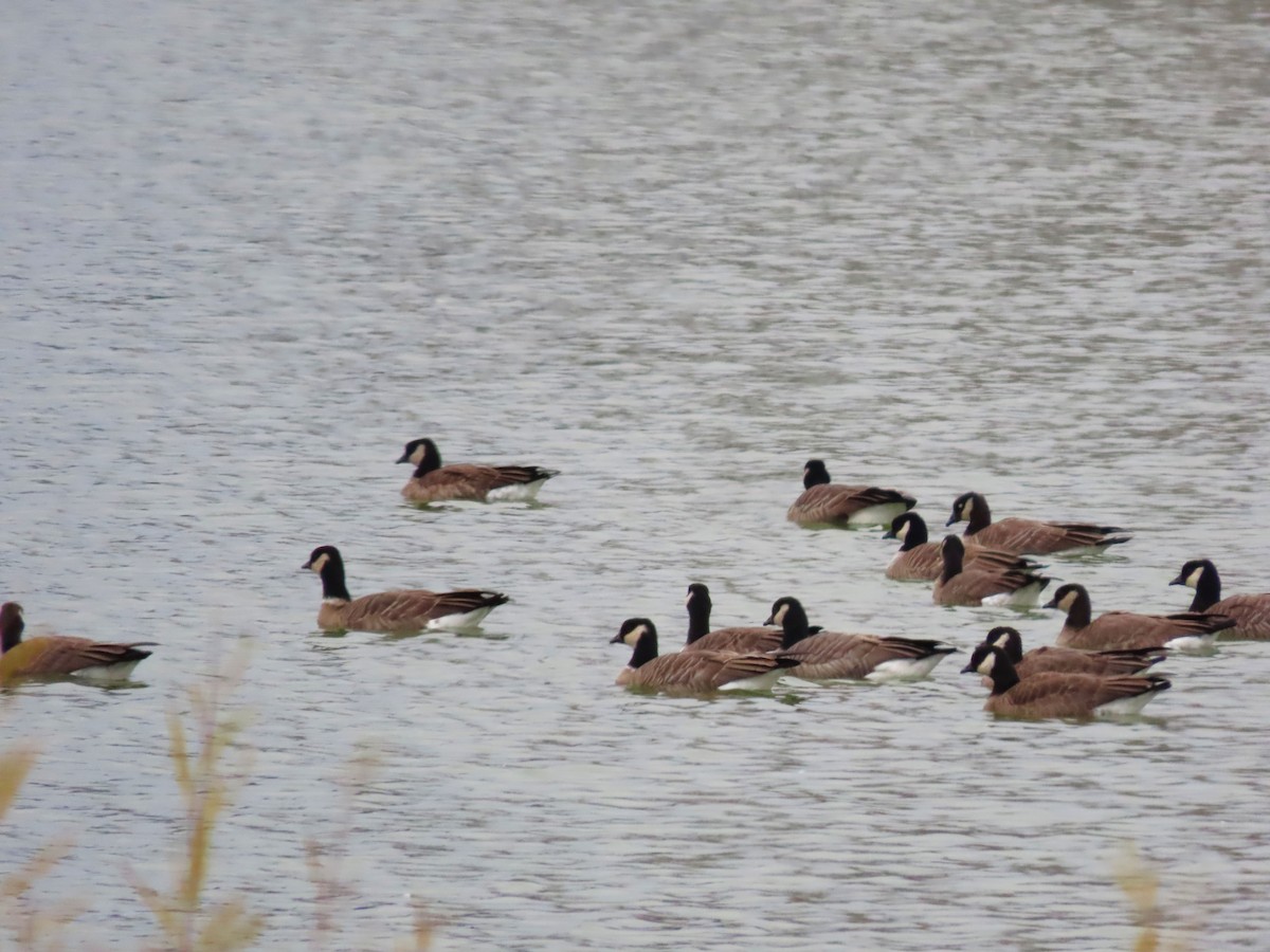 小加拿大雁 - ML644874600