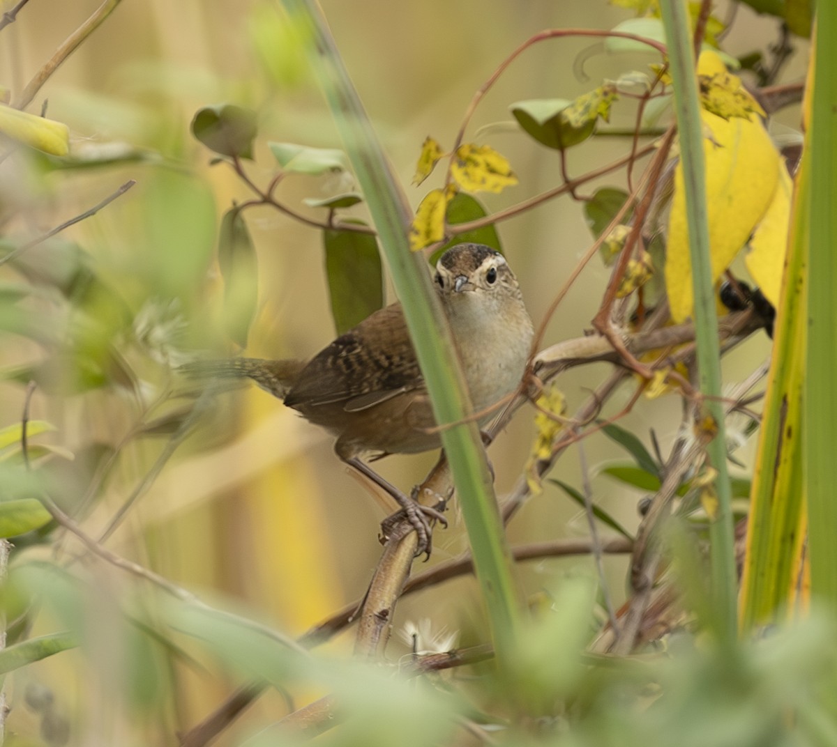 Sedge Wren - ML644874607
