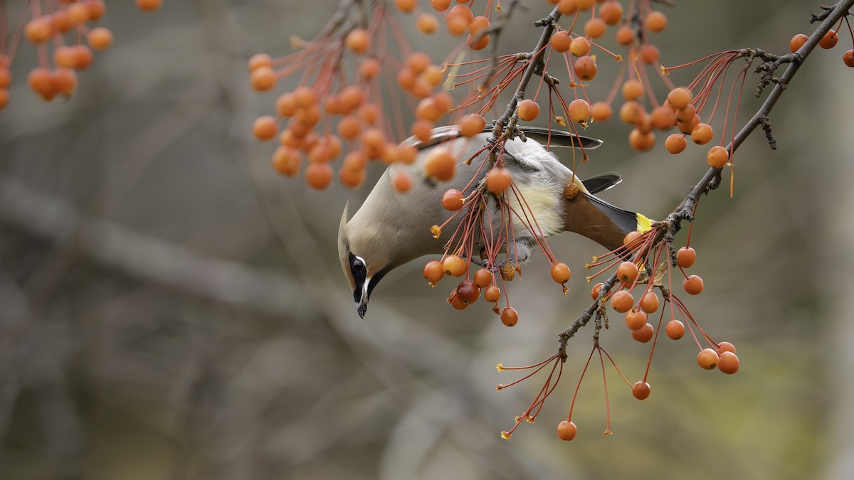 Шивэр энхэт бялзуухай - ML644874610
