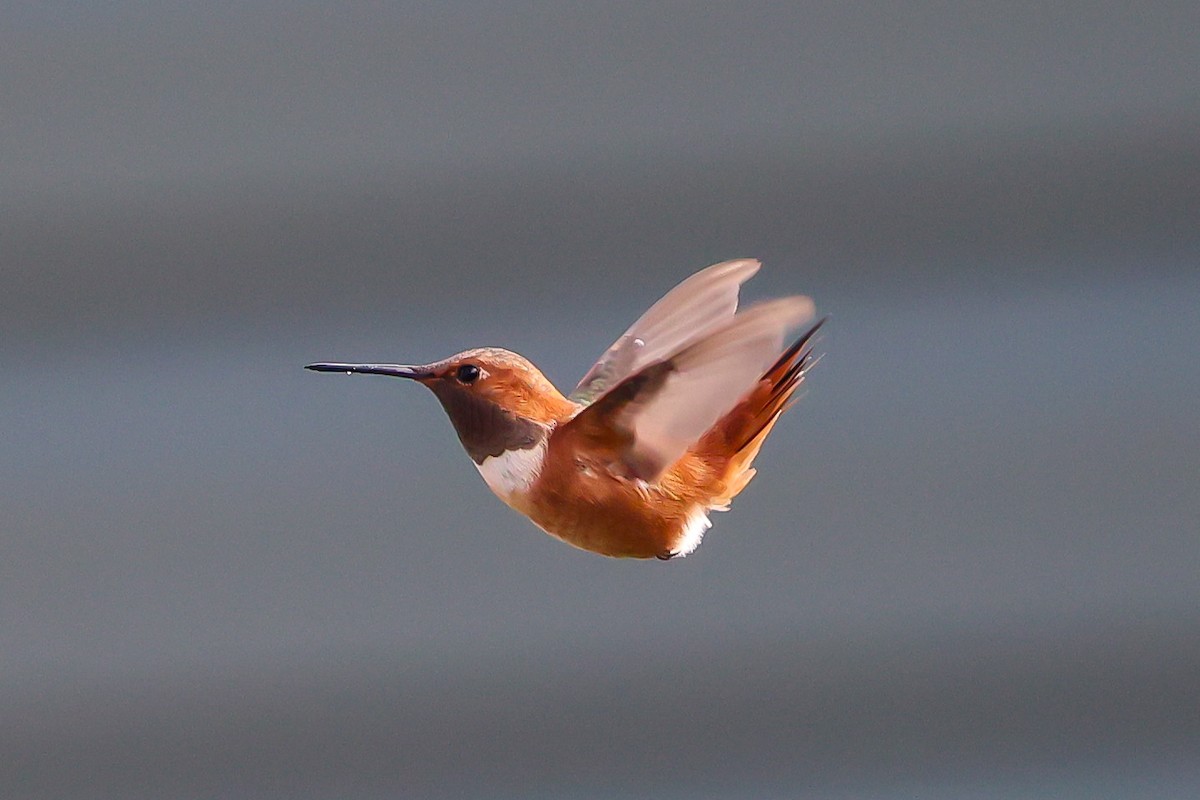 Rufous Hummingbird - ML644874632