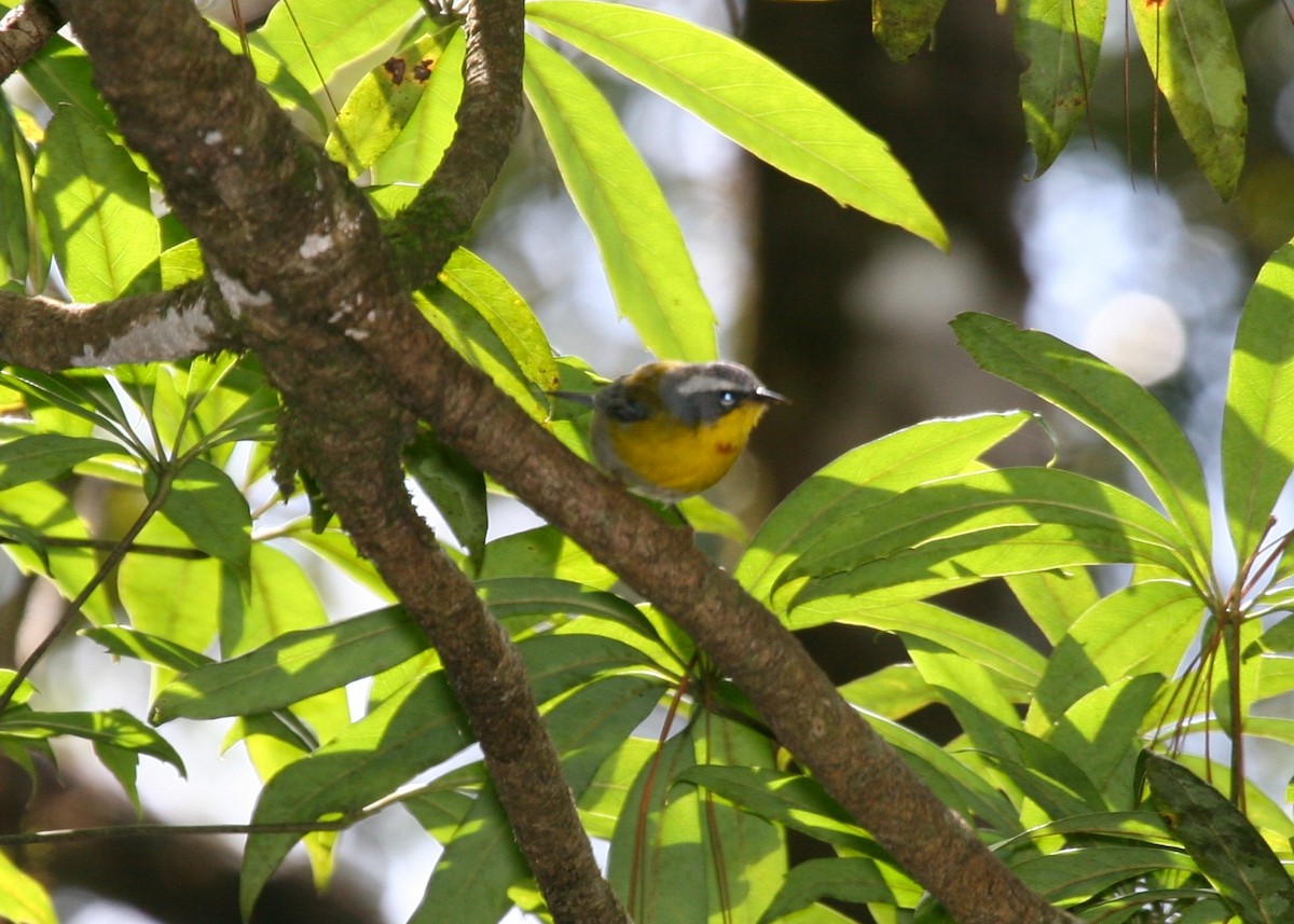 Crescent-chested Warbler - ML644874636