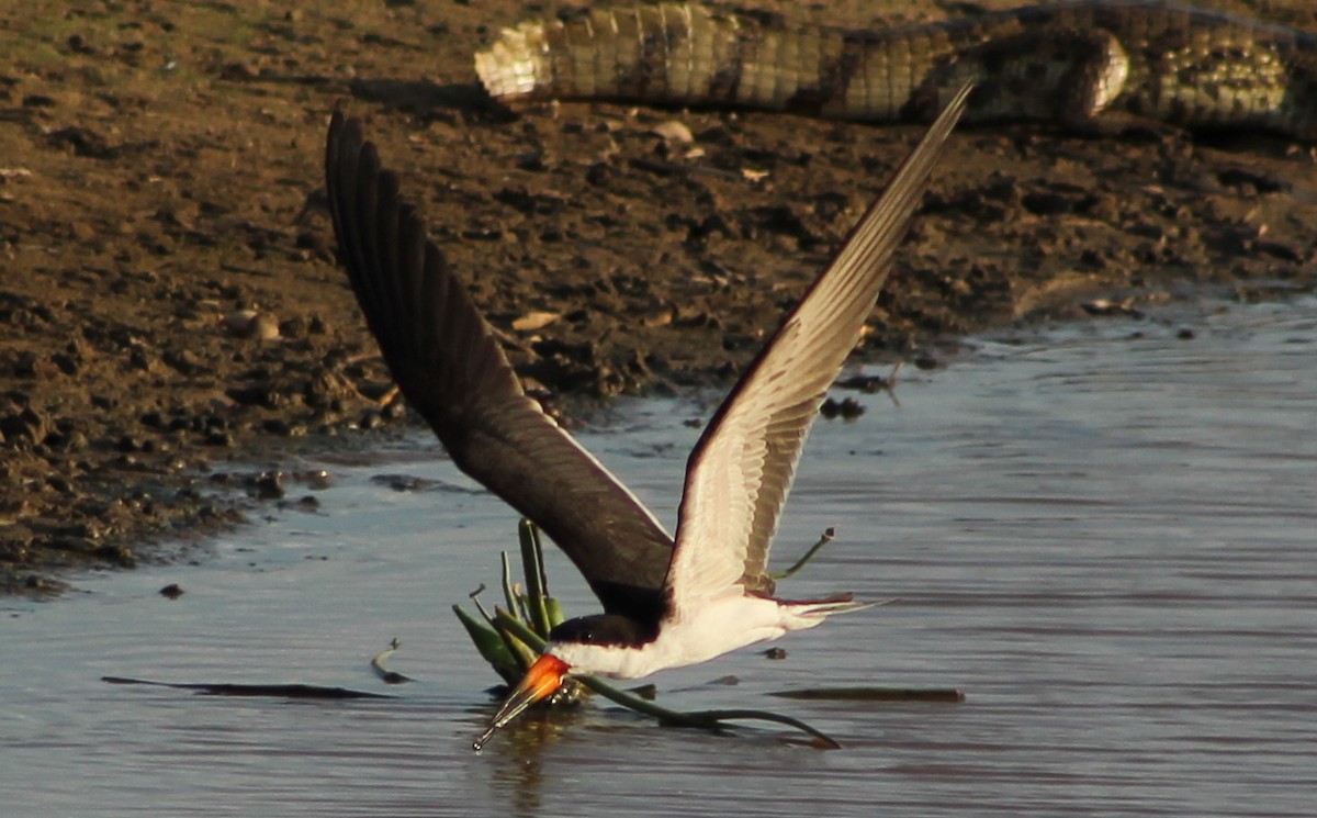 Black Skimmer - ML644874637