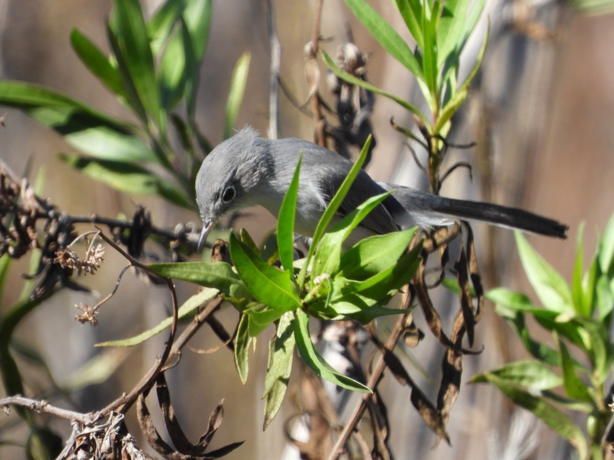 Голубая комароловка - ML644874655