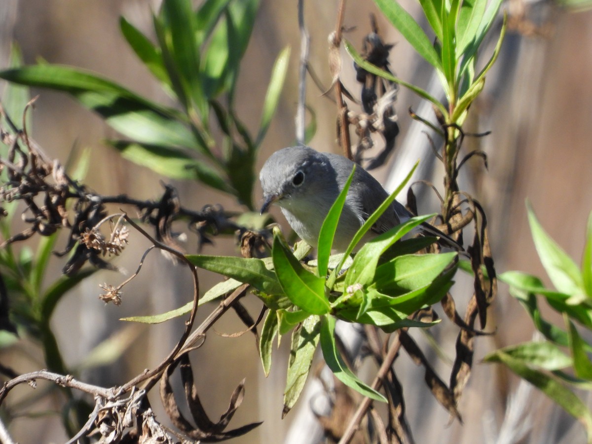 Голубая комароловка - ML644874656