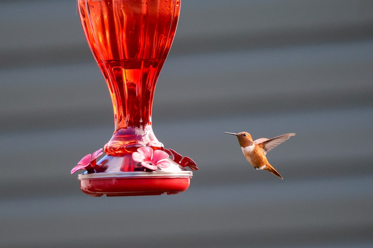 Rufous Hummingbird - ML644874664