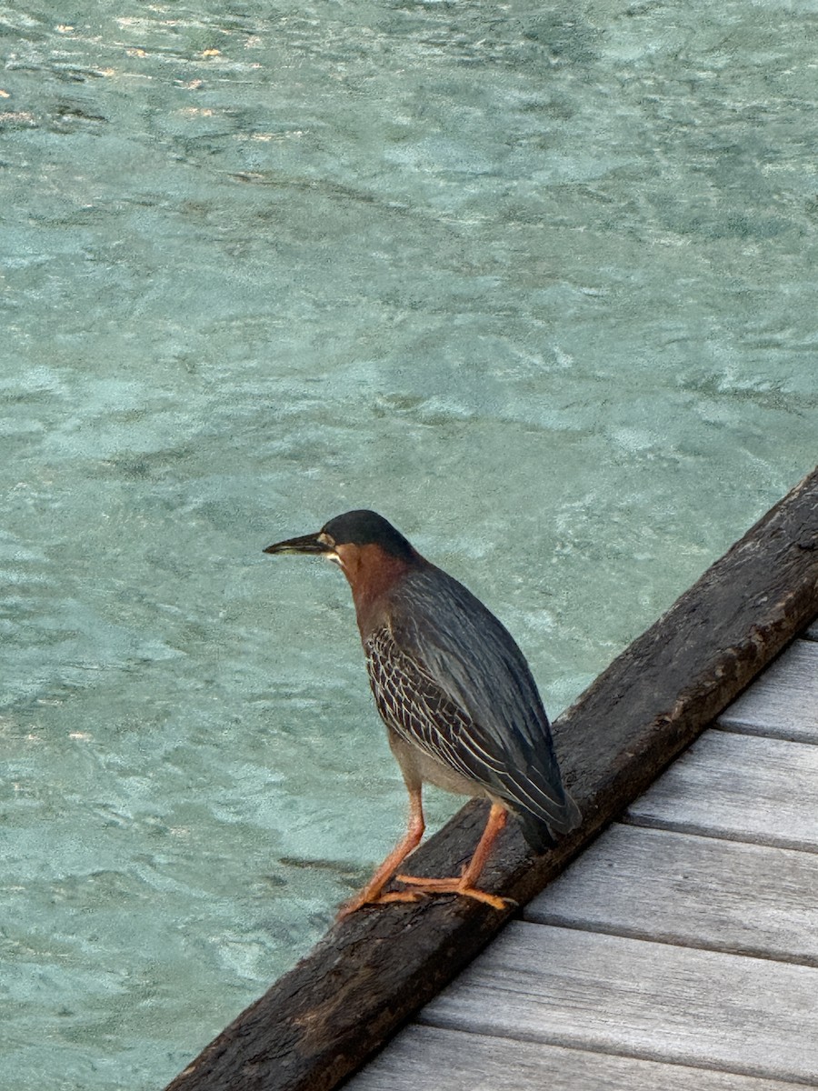 Green Heron - ML644874670