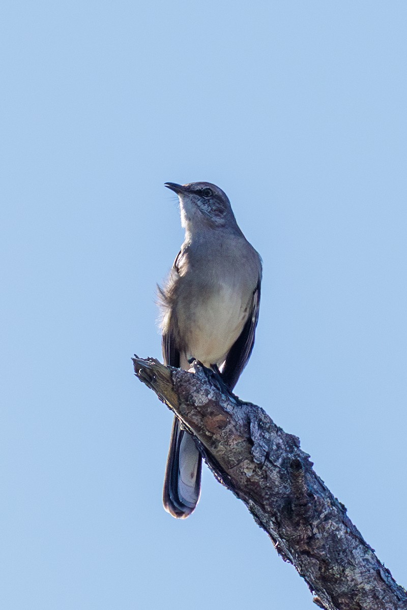 Northern Mockingbird - ML644874672