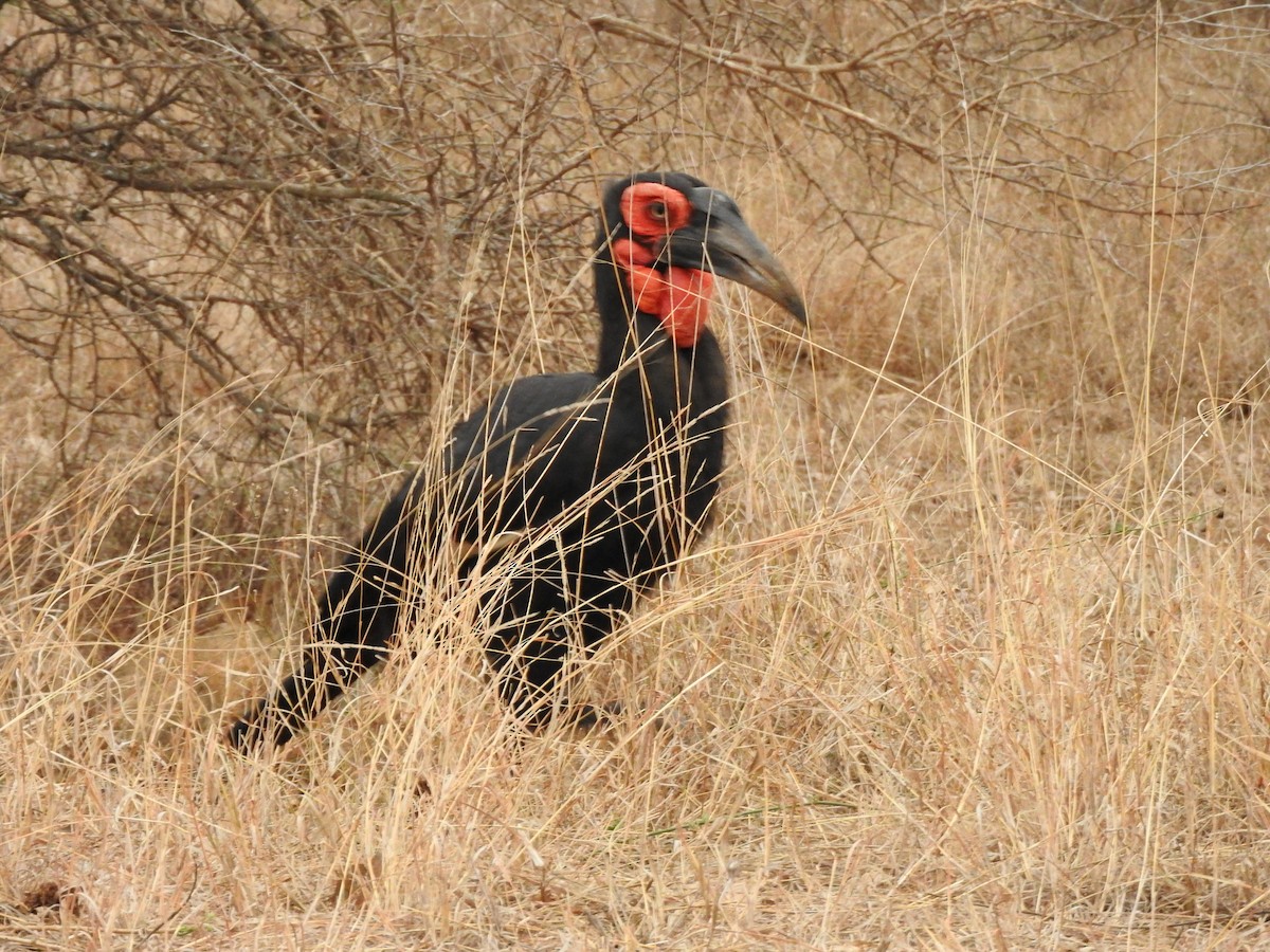 Southern Ground-Hornbill - ML644874681