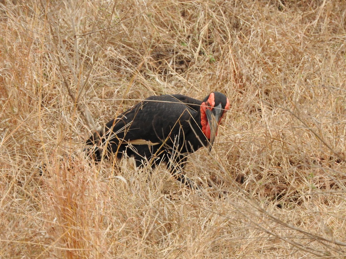Southern Ground-Hornbill - ML644874682