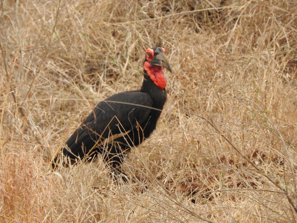 Southern Ground-Hornbill - ML644874683