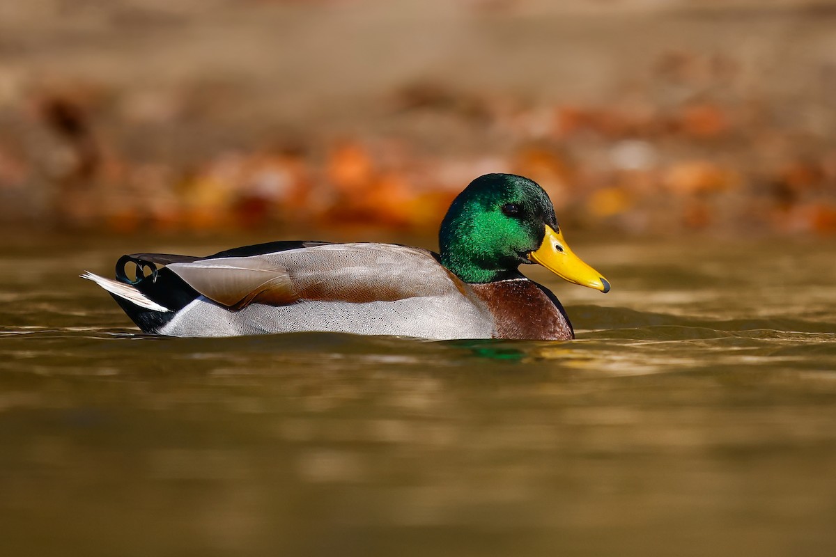Mallard - ML644874684