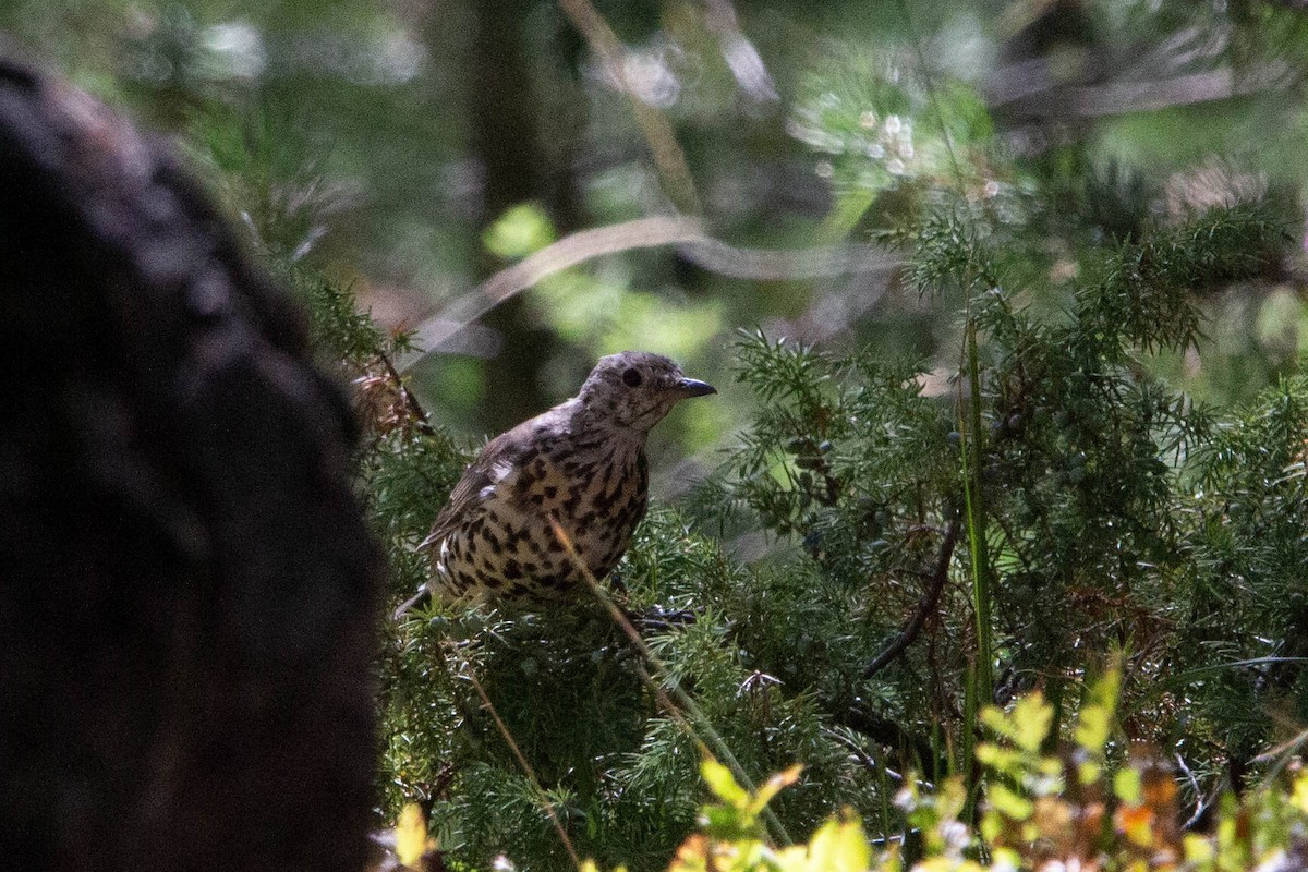 drozd brávník - ML644874701