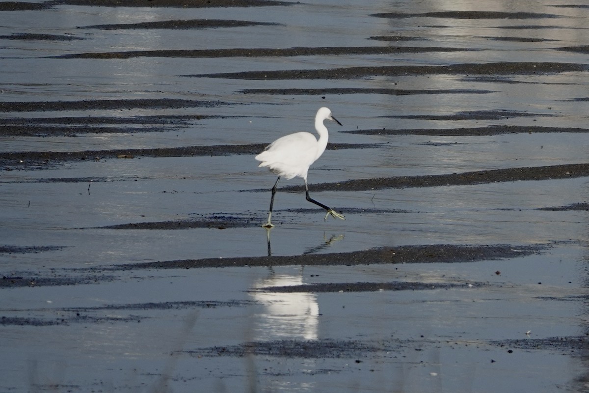 Seidenreiher - ML644874705