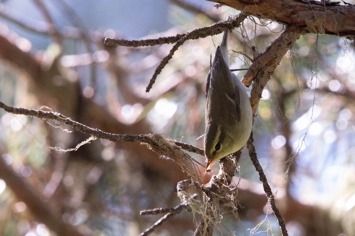 Green Warbler - ML644874719