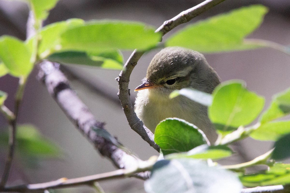 Green Warbler - ML644874731