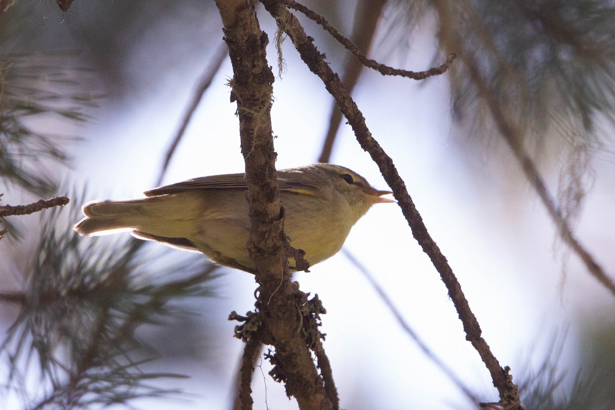 Green Warbler - ML644874744