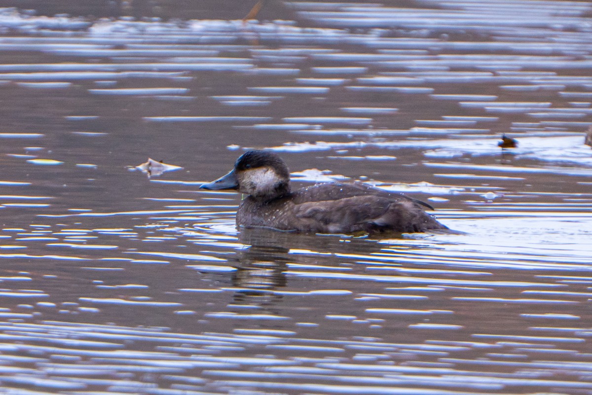 Ruddy Duck - ML644874745
