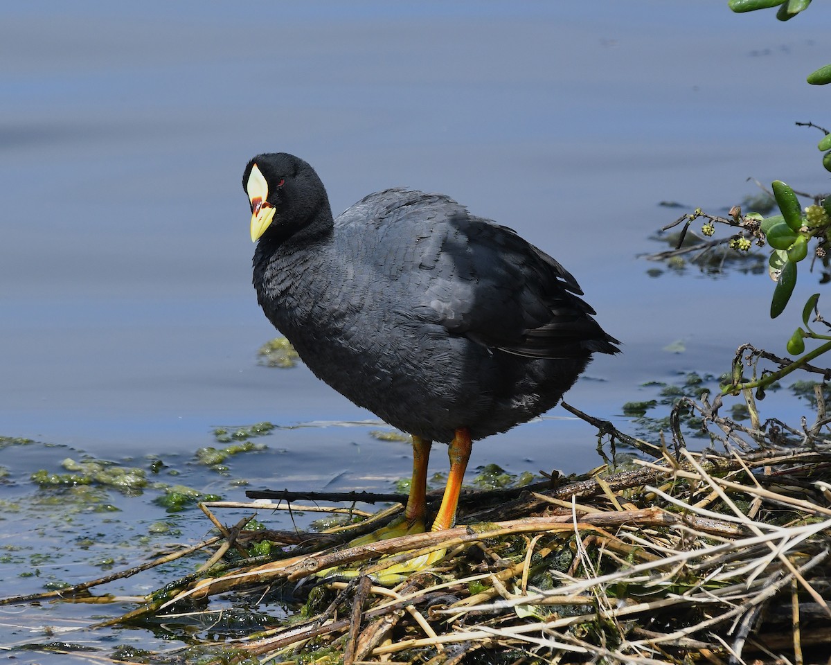 hosebåndsothøne - ML644874749