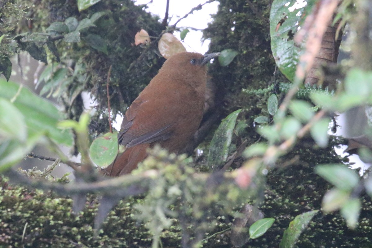 Rufous Spinetail - ML644874756