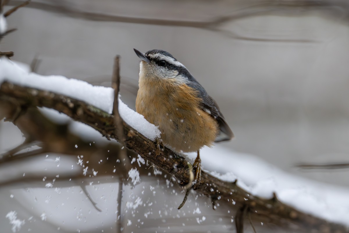 Sittelle à poitrine rousse - ML644874768