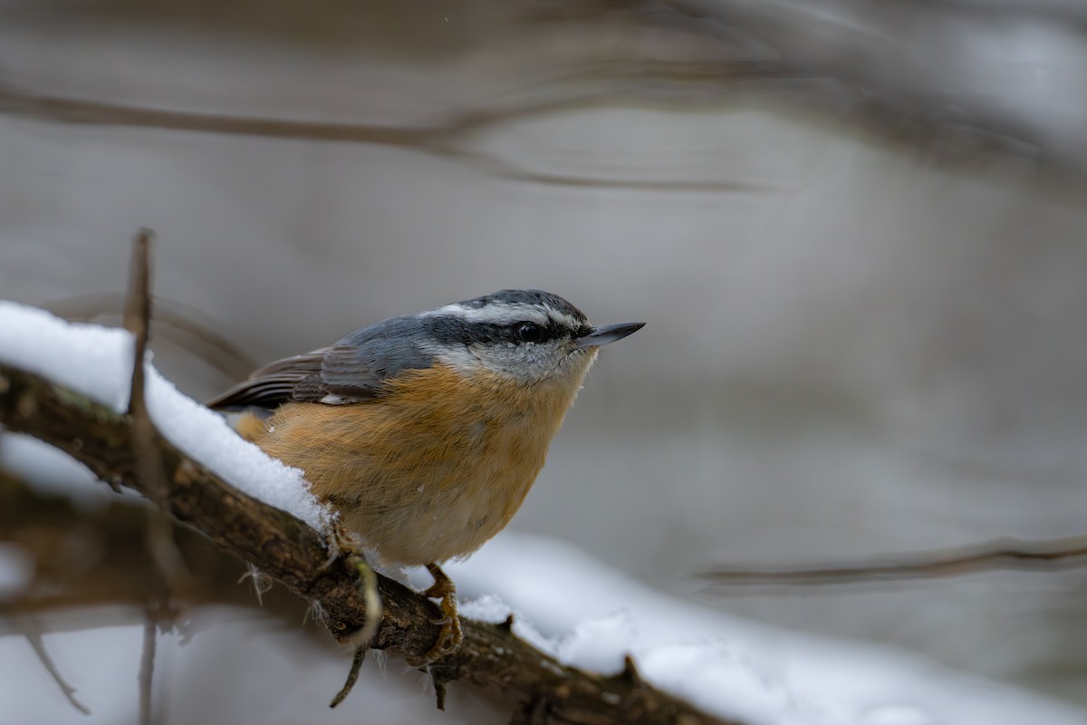 Sittelle à poitrine rousse - ML644874770