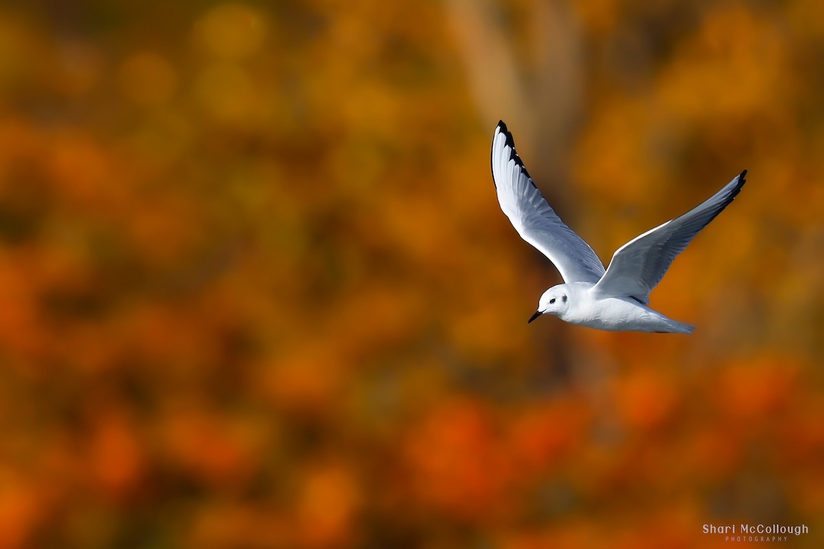 Bonaparte's Gull - ML644874781