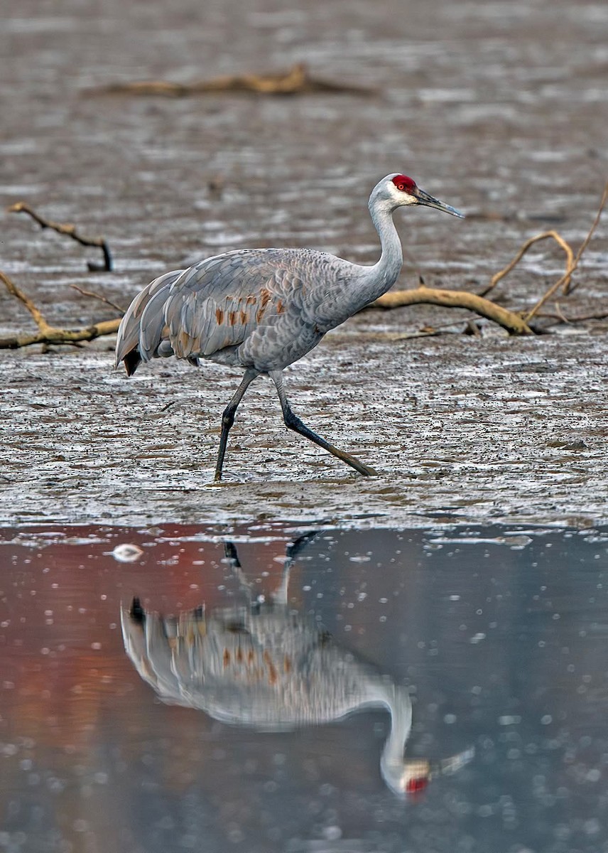 Sandhill Crane - ML644874788