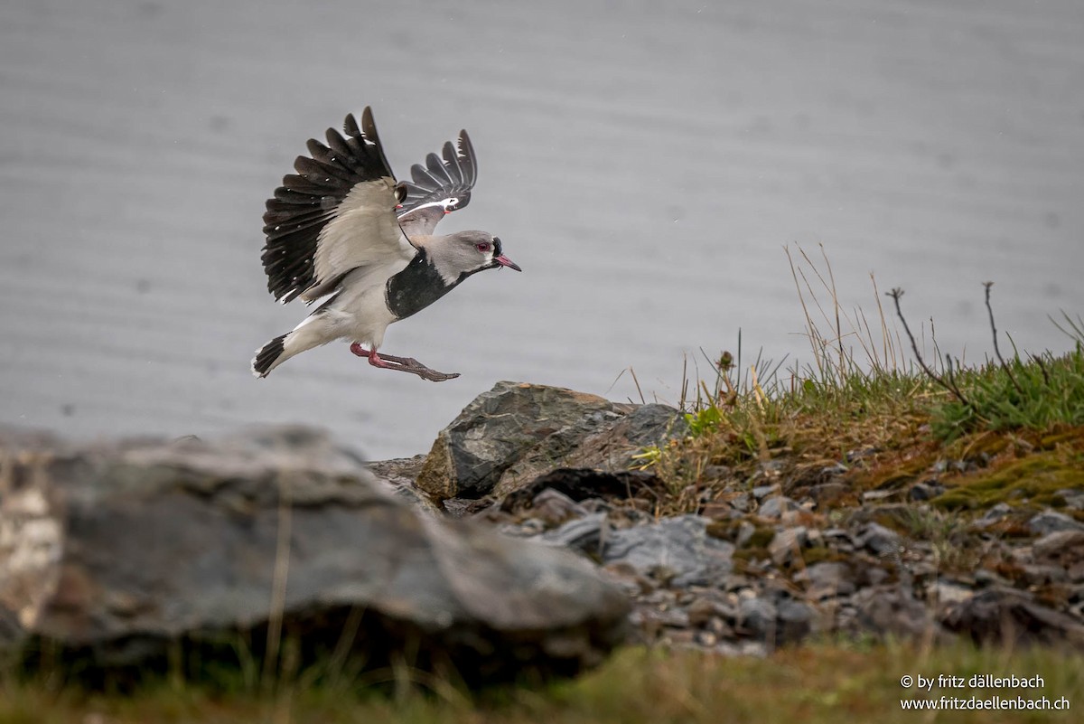 Southern Lapwing - ML644874792