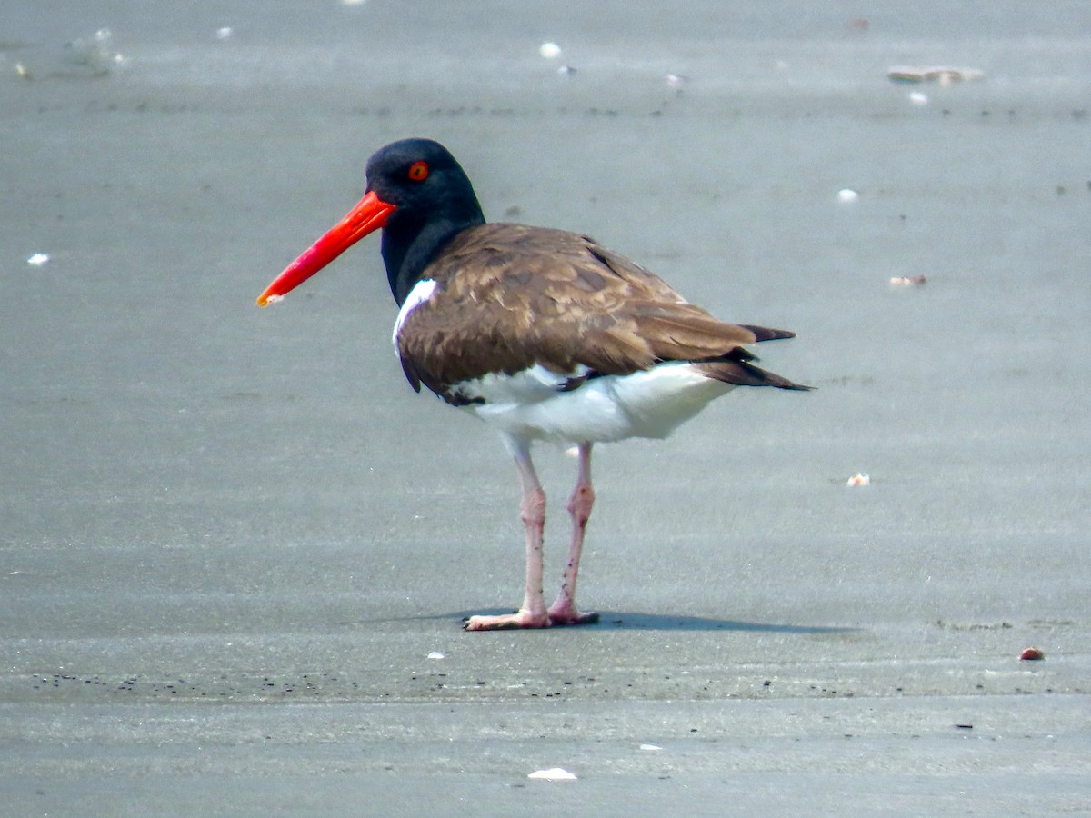 American Oystercatcher - ML644874793