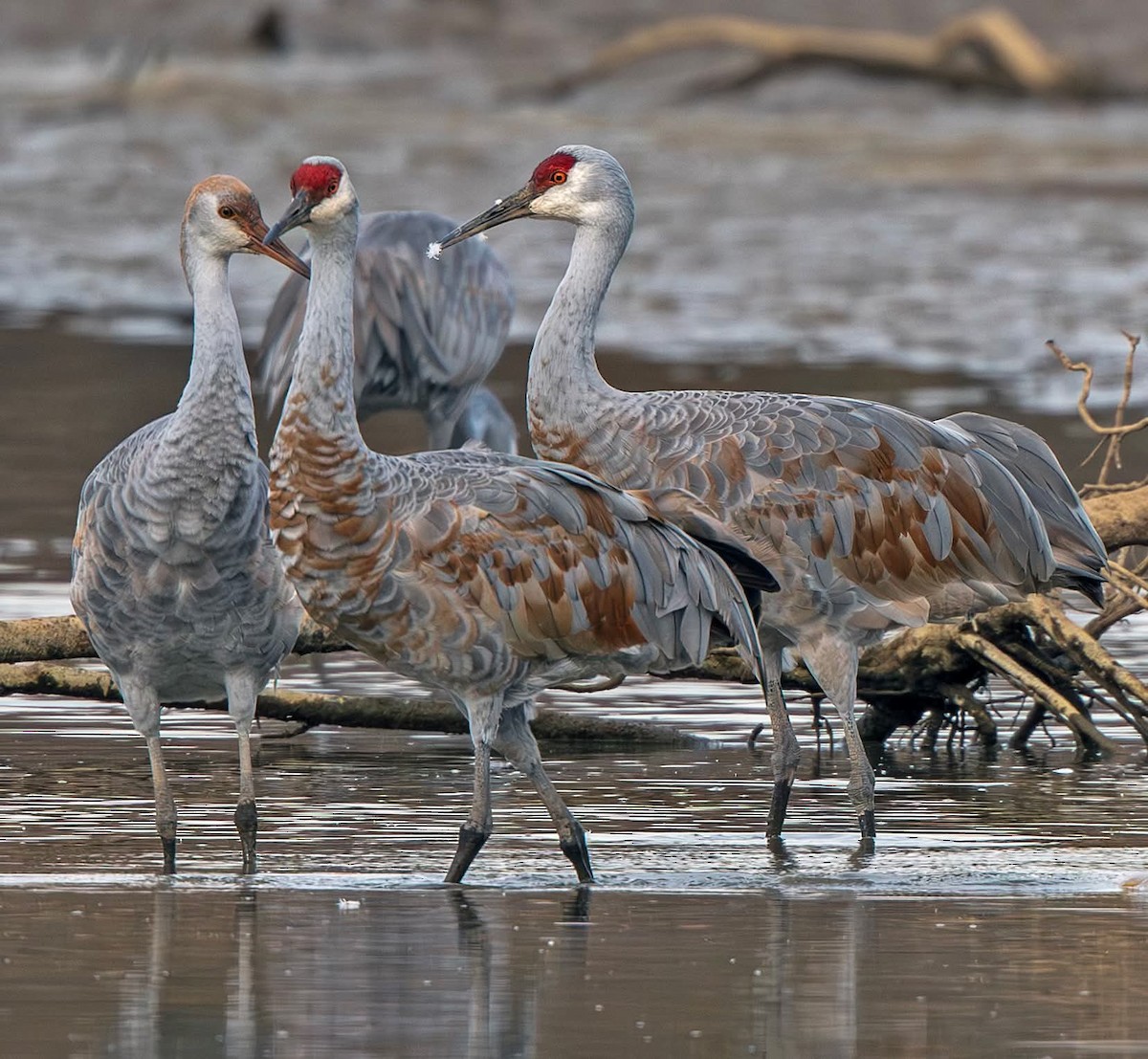 Sandhill Crane - ML644874796