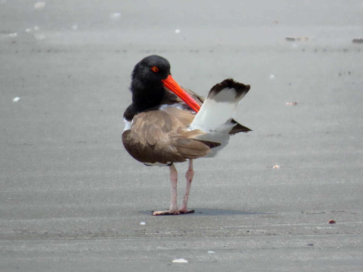 American Oystercatcher - ML644874800
