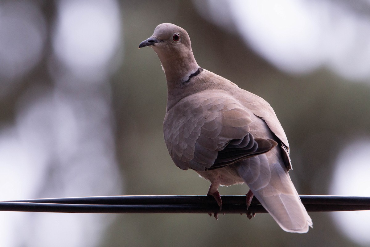 Eurasian Collared-Dove - ML644874801